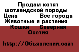 Продам котят шотландской породы › Цена ­ 2 000 - Все города Животные и растения » Кошки   . Северная Осетия